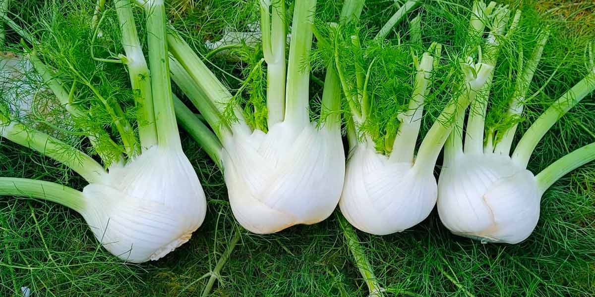 Finocchi, Blumen Vegetable Seeds punta sulle caratteristiche qualitative